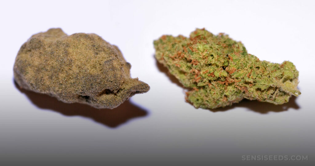 Difference Between Weed and Hash in 2023