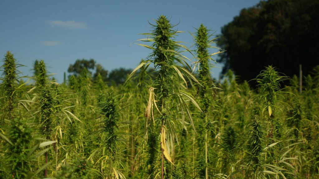 cannabis farms in Thailand