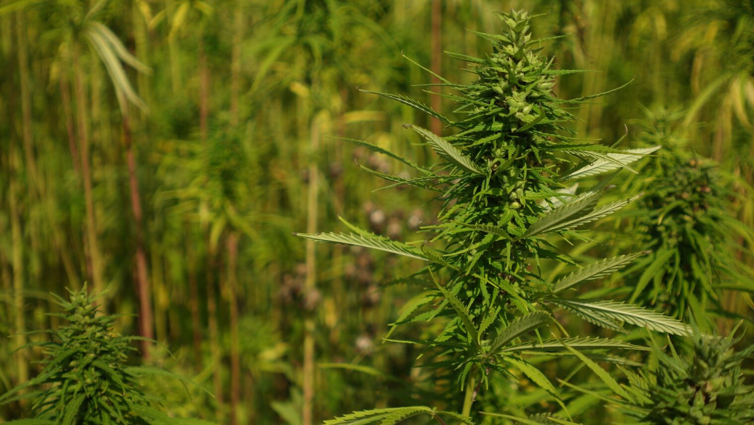 cannabis farms in Thailand 2024