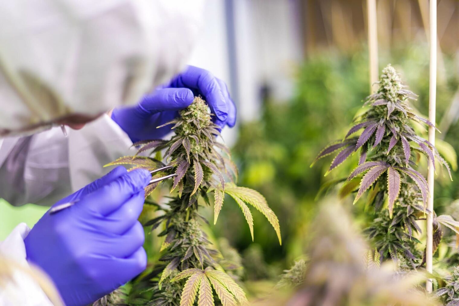 Sustainable cannabis farming